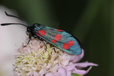 Zygène du Pied-de-Poule (La), Zygène des Lotiers ( Zygaena filipendulae (Linnaeus, 1758)