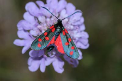 Zygène transalpine (La) Zygaena transalpina (Esper, 1780)