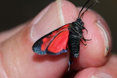 Zygène transalpine (La) Zygaena transalpina (Esper, 1780)