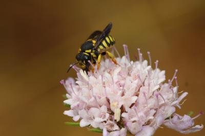  Anthidiellum strigatum (Panzer, 1805)