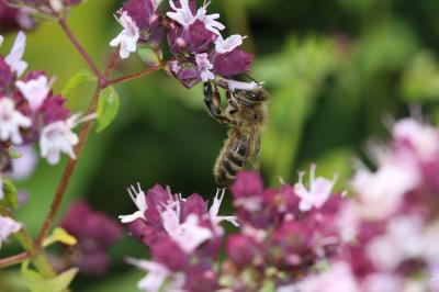 Abeille domestique, Abeille européenne, Abeille me Apis mellifera Linnaeus, 1758