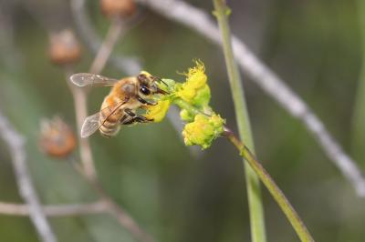 Abeille domestique, Abeille européenne, Abeille me Apis mellifera Linnaeus, 1758