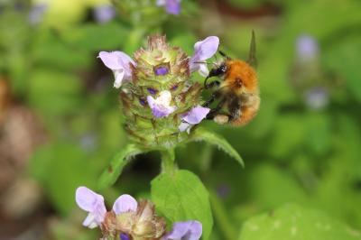 Bourdon des champs Bombus pascuorum (Scopoli, 1763)