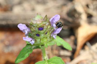 Ceratine commune Ceratina cucurbitina (Rossi, 1792)