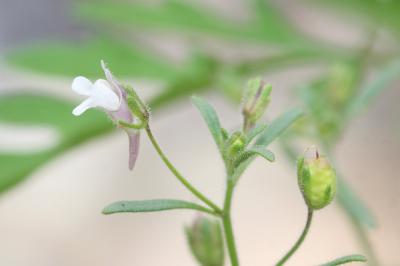 Petite linaire, Petit Chaenorrhinum Chaenorrhinum minus (L.) Lange, 1870