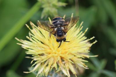 Eucère taurique Eucera taurica Morawitz, 1871