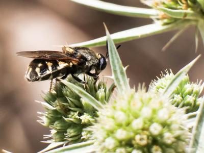  Stratiomys singularior (Harris, 1776)