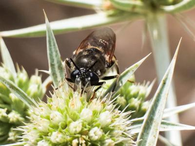  Stratiomys singularior (Harris, 1776)