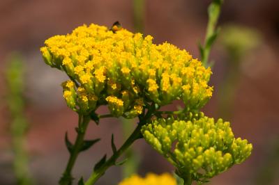  Athanasia dentata