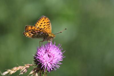 Grand Nacré (Le), Aglaé (L'), Moyen-Nacré (Le) Speyeria aglaja (Linnaeus, 1758)