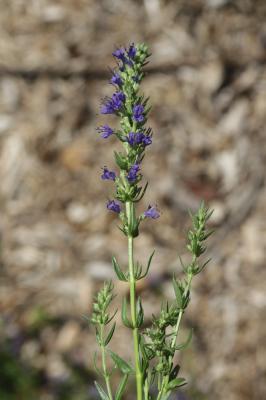 Hysope, Herbe sacrée Hyssopus officinalis L., 1753