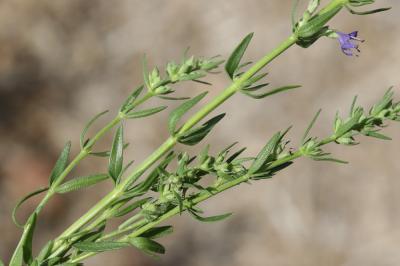 Hysope, Herbe sacrée Hyssopus officinalis L., 1753