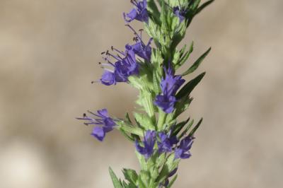 Hysope, Herbe sacrée Hyssopus officinalis L., 1753
