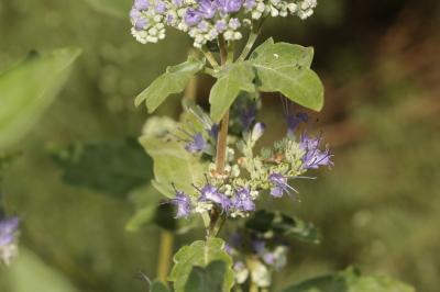  Caryopteris Bunge, 1835