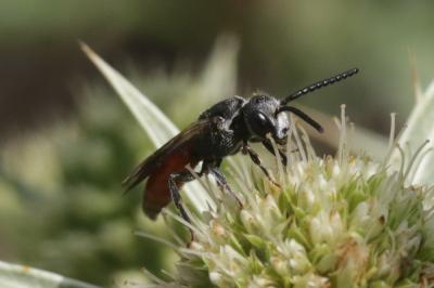  Sphecodes Latreille, 1804