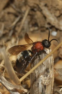  Dasylabris maura (Linnaeus, 1758)