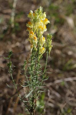 Linaire commune Linaria vulgaris Mill., 1768