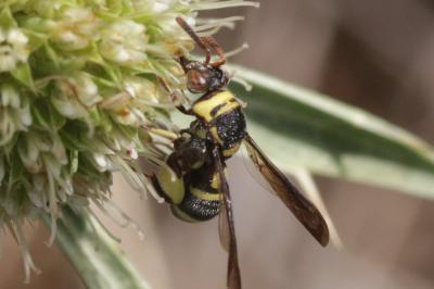  Leucospis brevicauda Fabricius