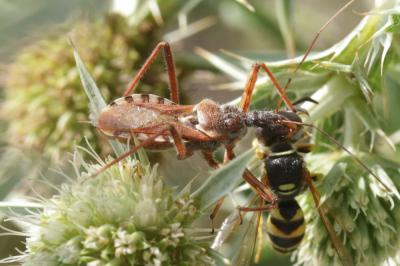 Rèduve à pattes rouges Rhynocoris erythropus (Linnaeus, 1767)