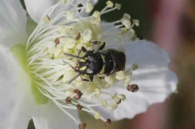  Hylaeus gibbus Saunders, 1850