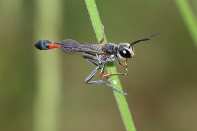  Ammophila heydeni Dahlbom, 1845
