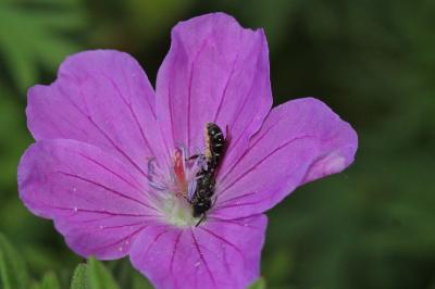  Chelostoma Latreille, 1809