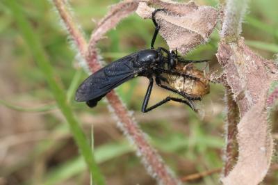  Dasypogon diadema (Fabricius, 1781)