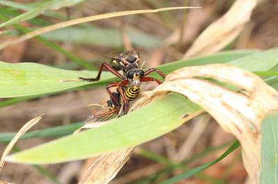  Dasypogon diadema (Fabricius, 1781)