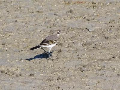 Bergeronnette grise Motacilla alba Linnaeus, 1758