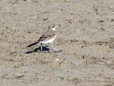 Bergeronnette grise Motacilla alba Linnaeus, 1758