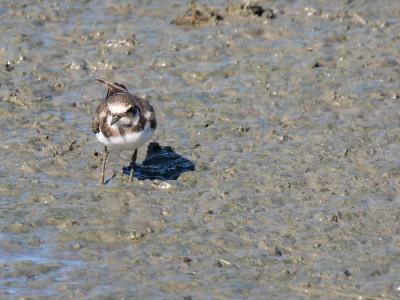 Petit Gravelot Charadrius dubius Scopoli, 1786