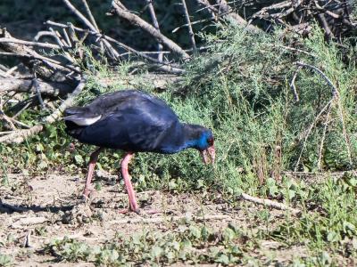 Poule sultane, Talève sultane, Porphyrion bleu Porphyrio porphyrio (Linnaeus, 1758)