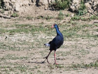 Poule sultane, Talève sultane, Porphyrion bleu Porphyrio porphyrio (Linnaeus, 1758)