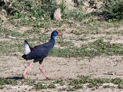 Poule sultane, Talève sultane, Porphyrion bleu Porphyrio porphyrio (Linnaeus, 1758)