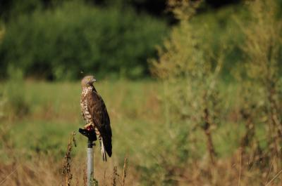 Bondrée apivore Pernis apivorus (Linnaeus, 1758)