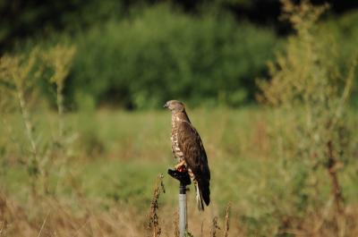 Bondrée apivore Pernis apivorus (Linnaeus, 1758)