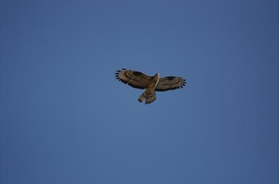 Bondrée apivore Pernis apivorus (Linnaeus, 1758)