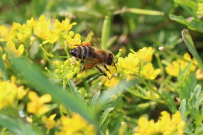 Abeille domestique, Abeille européenne, Abeille me Apis mellifera Linnaeus, 1758