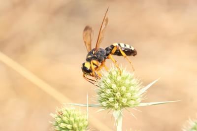  Cerceris tuberculata (Villers, 1787)