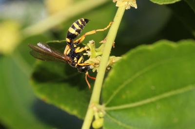  Gorytes pleuripunctatus (A. Costa, 1859)
