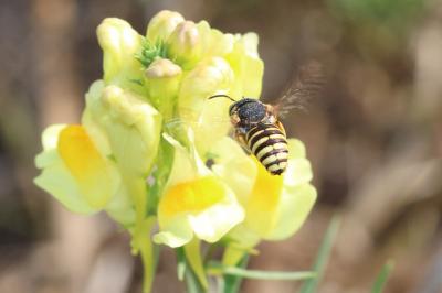  Icteranthidium grohmanni (Spinola, 1838)