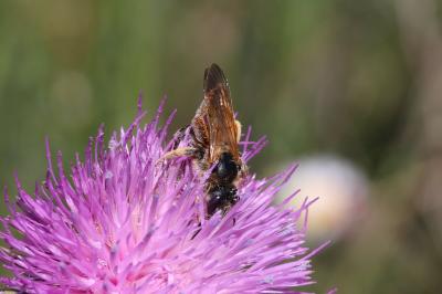  Halictus quadricinctus (Fabricius, 1776)