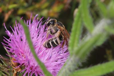  Halictus quadricinctus (Fabricius, 1776)