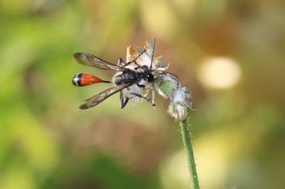  Isodontia splendidula (A. Costa, 1858)