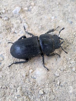Petite biche, Petite lucane Dorcus parallelipipedus (Linnaeus, 1758)