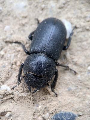 Petite biche, Petite lucane Dorcus parallelipipedus (Linnaeus, 1758)