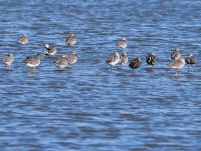 Barge à queue noire Limosa limosa (Linnaeus, 1758)