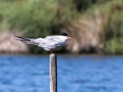 Sterne pierregarin Sterna hirundo Linnaeus, 1758