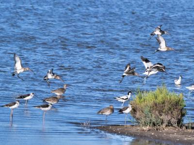 Barge à queue noire Limosa limosa (Linnaeus, 1758)