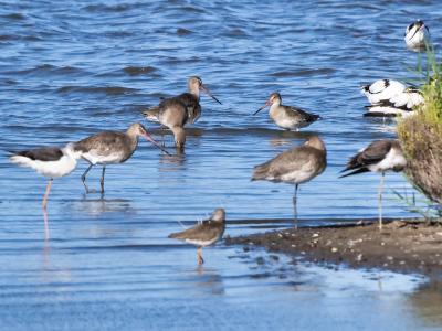 Barge à queue noire Limosa limosa (Linnaeus, 1758)